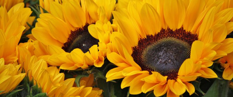 Sunflowers, Blossom, Spring, Floral Background, Yellow flowers, Closeup, Macro, Beautiful, Flower garden, Bright, Petals, 5K