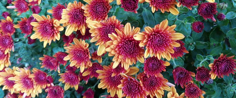 Chrysanthemum flowers, Yellow, Purple, Blossom, Autumn Flowers, Floral Background, Green leaves, Closeup Photography