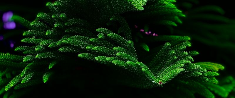 Green plant, Closeup, Dark background, Selective Focus, Fresh, Beautiful
