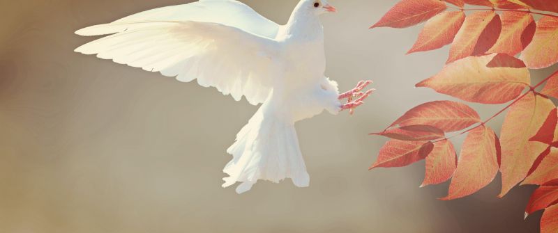 White Dove, Orange leaves, Flying bird, Feathers, Wings, Plumage, Branch
