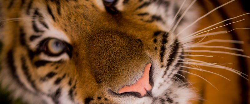 Bengal Tiger, Closeup, Wild animal, Predator, Carnivore, Big cat, Portrait, Mammal, 5K