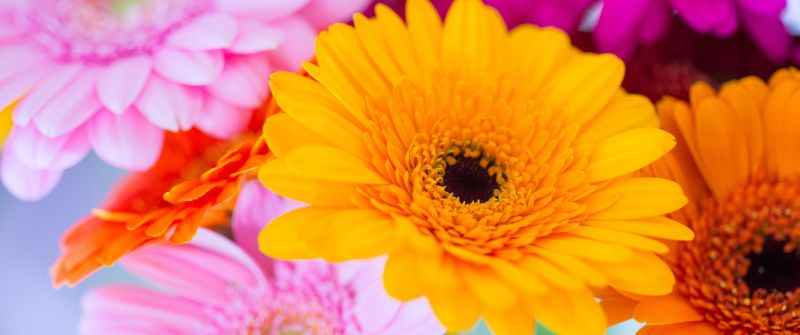 Gerbera Daisy, Yellow flower, Pink, Orange, Closeup, Macro, Blurred, Selective Focus, Vibrant, Colorful, Floral Background, Spring, Blossom, 5K