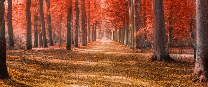 Autumn trees, Forest path, Trunks, Woods, Autumn leaves, Red, Fallen Leaves, Daytime, Shadow, Pattern, Scenery, 5K