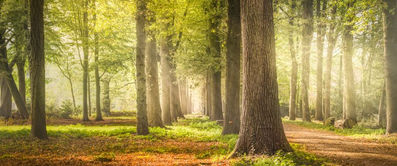 Woodland, Forest Trees, Dirt road, Fallen Leaves, Greenery, Woods, Sunshine, Pathway, Scenery, Sun rays, Shadow, Daytime, Tree Branches, 5K