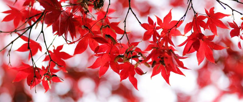 Red leaves, Bokeh, Closeup, Autumn leaves, Maple leaves, Branches, Fall, Blurred, Seasons, 5K