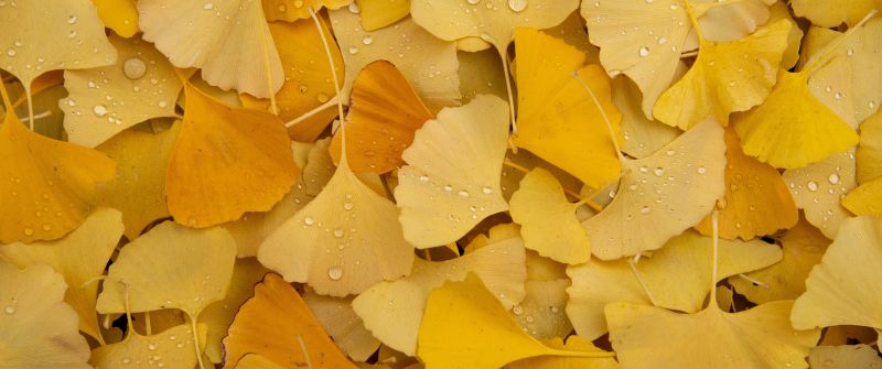 Ginkgo Leaves, Yellow leaves, Autumn, Foliage, Dew Drops, Water drops, Leaf Background, Aesthetic, 5K, Pastel yellow, Pastel background