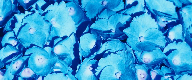 Hydrangea Flowers, 5K, Blue flowers, Petals, Floral Background, Blossom, Bloom, Spring, Closeup