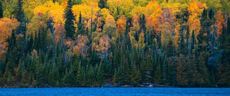 Forest, Autumn trees, Blue Sky, Lake, Colorful, Scenery, Beautiful, Landscape, Clouds, Greenery, 5K
