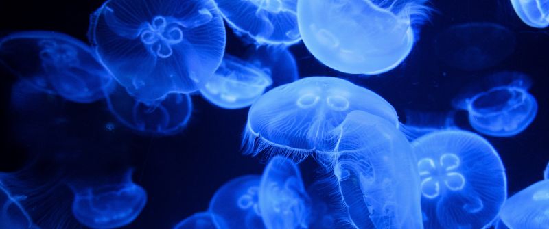 Blue Jellyfish, Aquarium, Underwater, Glowing, Marine life, Transparent, Dark background, 5K, Bioluminescence