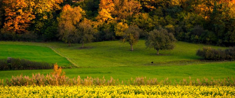 Autumn trees, Sunset, Landscape, Afterglow, Meadow, Grass field, Greenery, Beautiful, Scenery, Yellow flowers, Orange sky, 5K