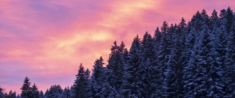 Snow covered, Tall Trees, Sunset, Afterglow, Winter, Purple sky, Scenery, 5K