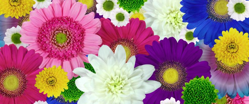 Colorful flowers, Daisies, Chrysanthemum flowers, Floral Background, Multicolor, Blossom, Bloom, 5K