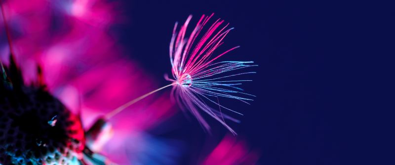 Dandelion seeds, Dandelion flower, Water drop, Blossom, Purple light, Dark background, Blurred, 5K, Dark aesthetic
