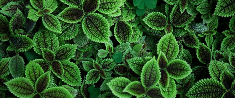 Green leaves, Aesthetic, Plant, 5K, Sage green
