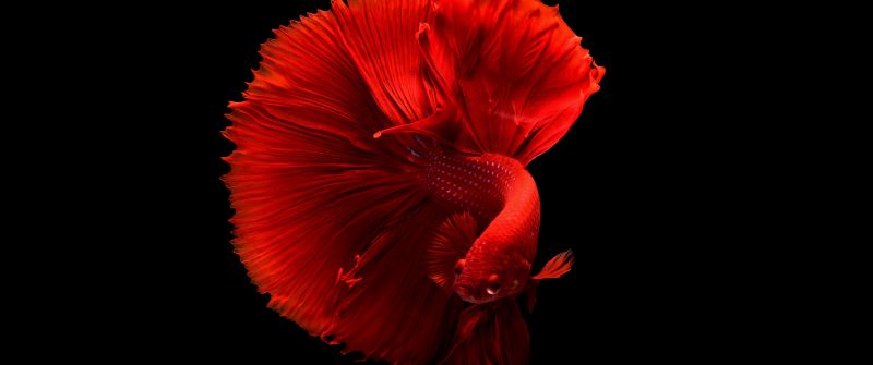 Red fish, Underwater, Swimming, Black background, 5K
