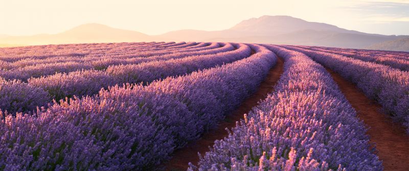 Lavender fields, Lavender flowers, Sunrise, Mountains, Pattern, Landscape, Flower garden, Purple Flowers