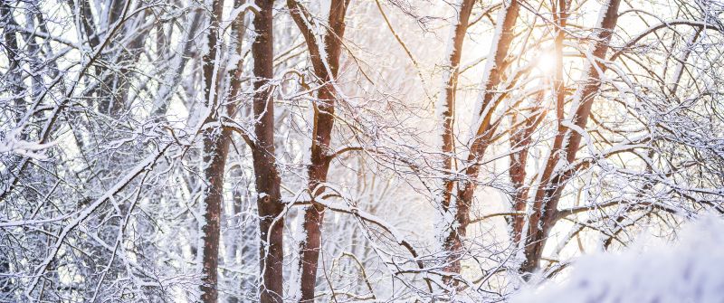 Snow covered, Forest, Tree Branches, Winter, White, Sunlight