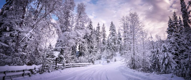 Snowy Trees, Winter Road, Snow covered, Countryside, Woods, White, Landscape, Scenery