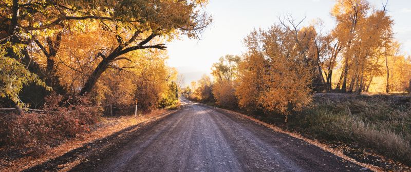 Dirt road, Autumn trees, Landscape, Countryside, Sunny day, Fallen Leaves