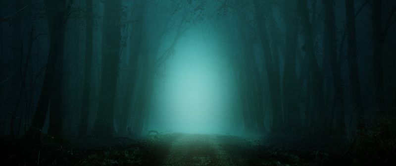 Morning, Forest, Path, Foggy, Teal, Cold, Turquoise, Trees, 5K