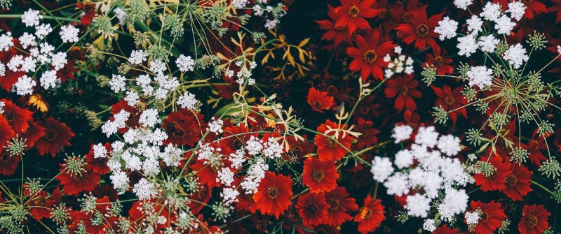 Red flowers, White flowers, Blossom, Floral, Closeup, Flower garden, Aesthetic