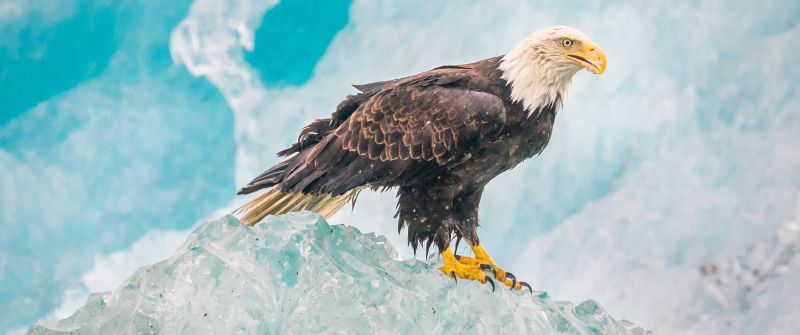 Eagle, Iceberg, Birds of Prey, Raptors, Carnivorous bird, Winter, Closeup