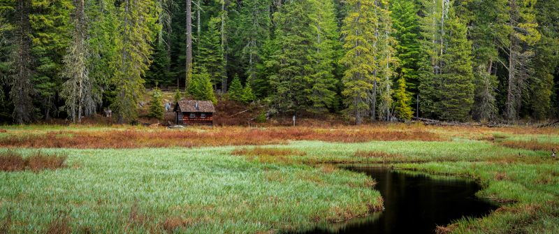 Timothy Lake, Forest, Oregon, Green Trees, Woods, Wooden House, Lakeside, Grass, Early Morning, Landscape, Scenery, 5K