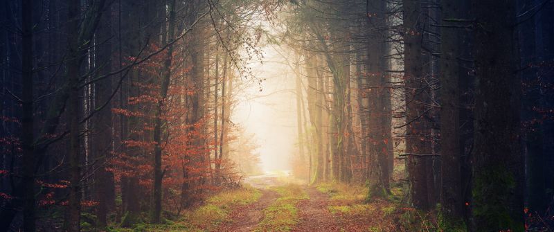 Autumn, Atmosphere, Forest, Light, Path, 5K