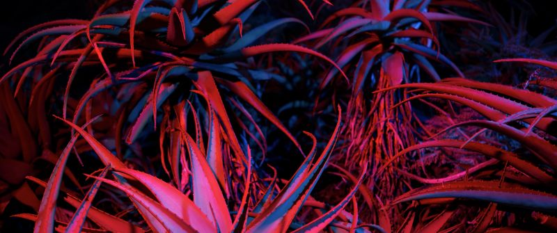 Aloe vera, Succulent, macOS Big Sur, Night, Plant, Stock, 5K
