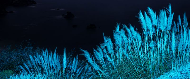 macOS Big Sur, Infrared, Night, Grass, Stock, 5K