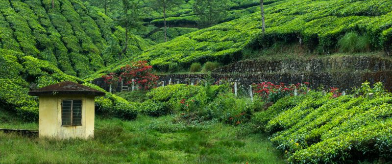Tea Estate, Hill Station, Greenery, Western Ghats, Pattern, Plantation, Landscape, Scenery