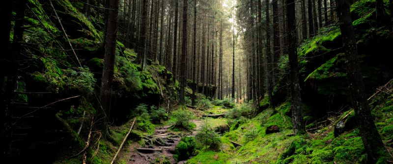 Saxon Switzerland National Park, Forest, Daylight, Green, 5K
