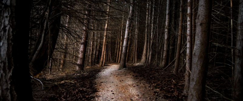 Thick forest, Woods, Pathway, Tall Trees, Landscape, 5K