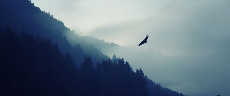 Eagle, Foggy, Mist, Mountain, Trees, Silhouette, Birds of Prey
