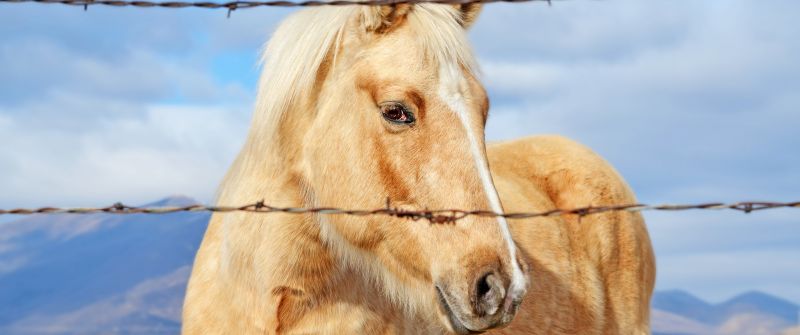 Horse, Closeup Photography, Fence, Portrait, Bokeh