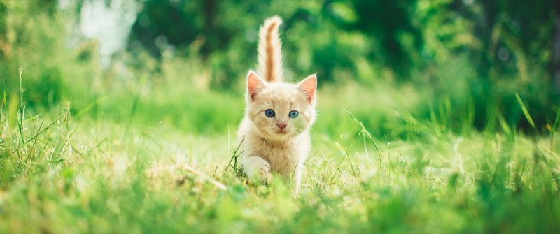 Kitten, Cute Kitten, Green Grass, Bokeh, Baby cat, Green background, Mammal, 5K