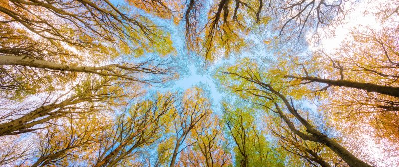 Tree Canopy, Branches, Looking up at Sky, Forest, Foliage, Autumn, 5K