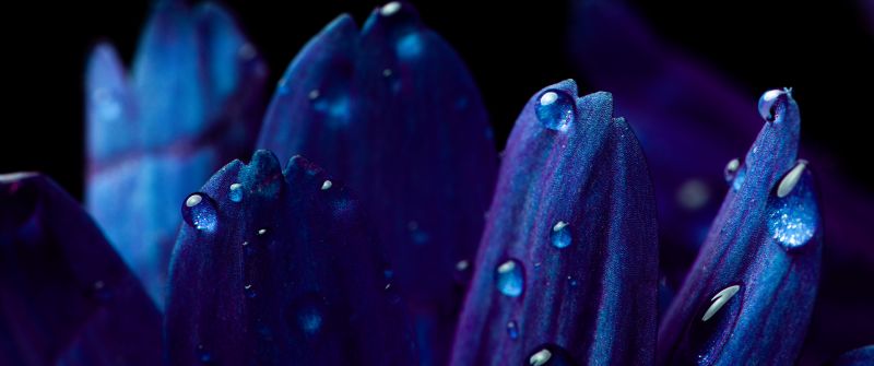 Blue flower, Petals, Macro, Vivid, Closeup Photography, Dew Drops, Dark, Droplets