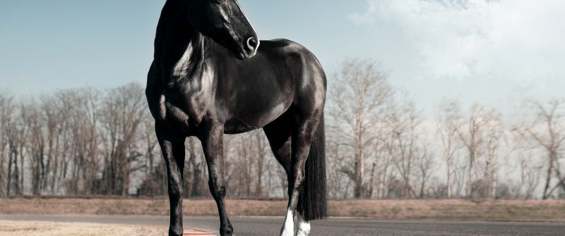 Black horse, Race track, Clear sky