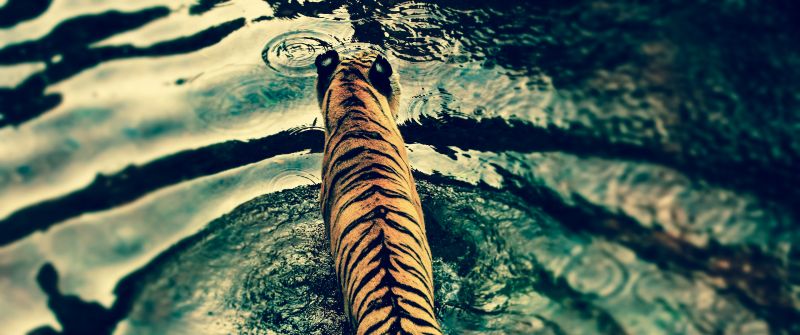 Tiger, Walking, Top View, Water ripples, Texture, Big cat, Predator, Carnivore