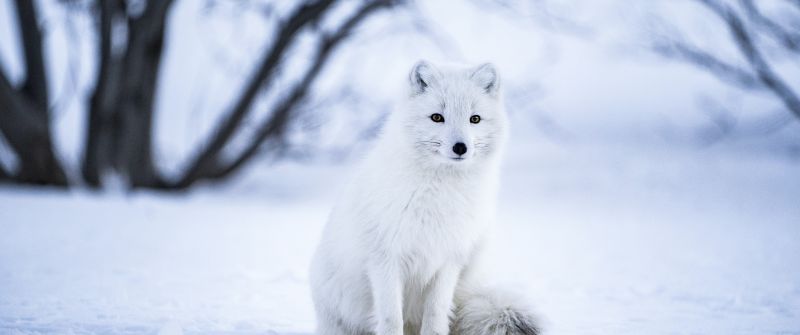 Arctic fox, White wolf, Iceland, Snow field, Selective Focus, Mammal, Wildlife