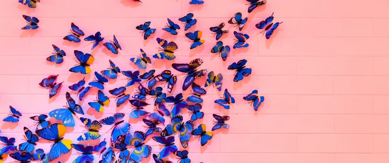 Blue butterfly, Pink background, Wall, Decoration, Colorful, Beautiful, Aesthetic, 5K, Pastel background, Pastel red