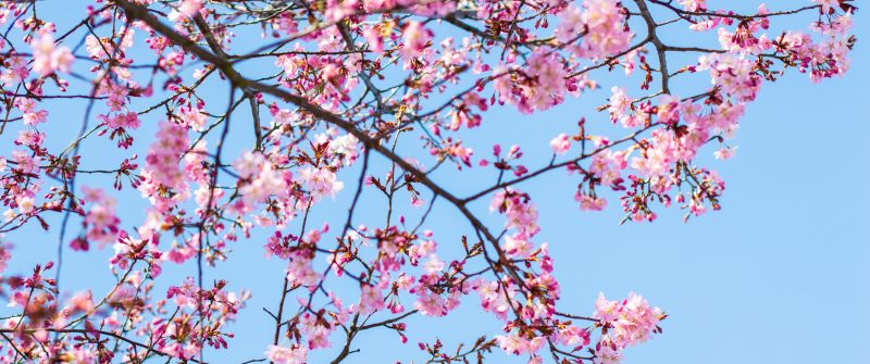 Cherry blossom, Spring, Pink flowers, Blue Sky, Clear sky, Tree Branches, 5K
