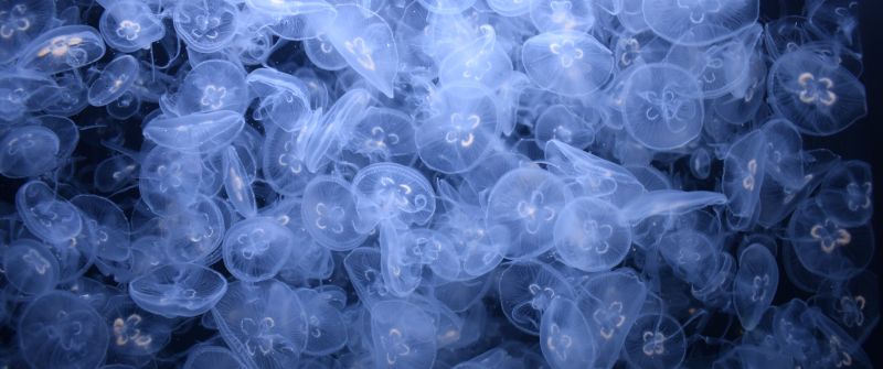 Jellyfishes, Sea Life, Underwater, Dark background, Aquarium, Transparent, 5K