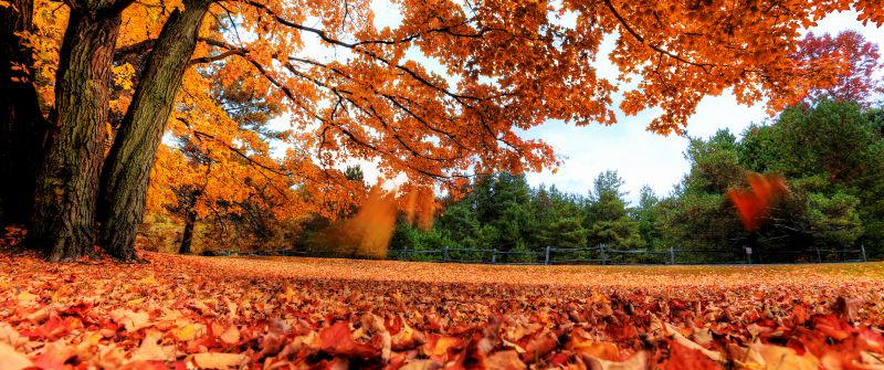 Maple tree, Autumn leaves, Foliage, Fallen Leaves, Landscape, Scenery, Woods, Forest, Beautiful