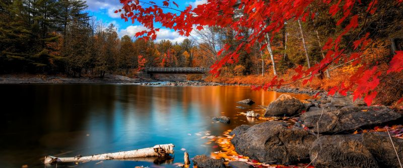 Autumn Forest, Landscape, Maple trees, Lake, Wooden bridge, Autumn leaves, Fallen Leaves, Long exposure, Reflection, Blue Sky, Scenery