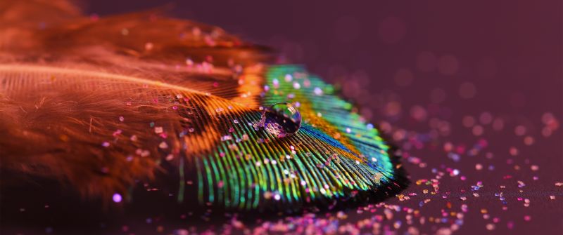 Peacock feather, Aesthetic, Water drop, Selective Focus, Macro, Closeup Photography, Blur background