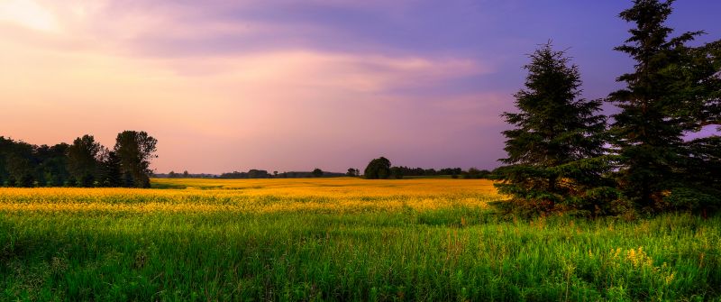 Farm Land, Green Fields, Purple sky, Landscape, Meadow, Pine trees