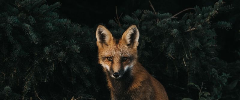 Brown Fox, Green Grass, Dark background, Canine, Wildlife, Forest, Brown aesthetic