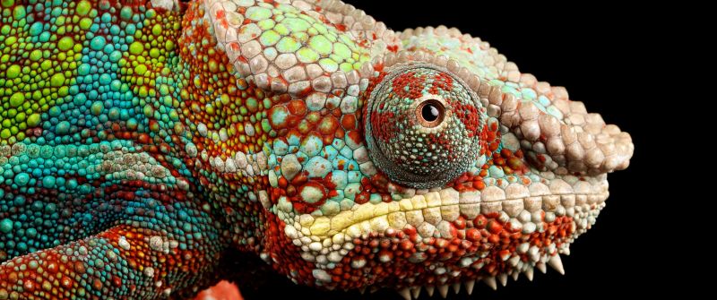 Chameleon, Lizard, Multicolor, Closeup, Macro, Pattern, Black background, AMOLED, HDR